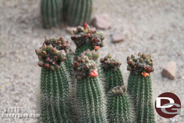 Cactus ready to bloom.