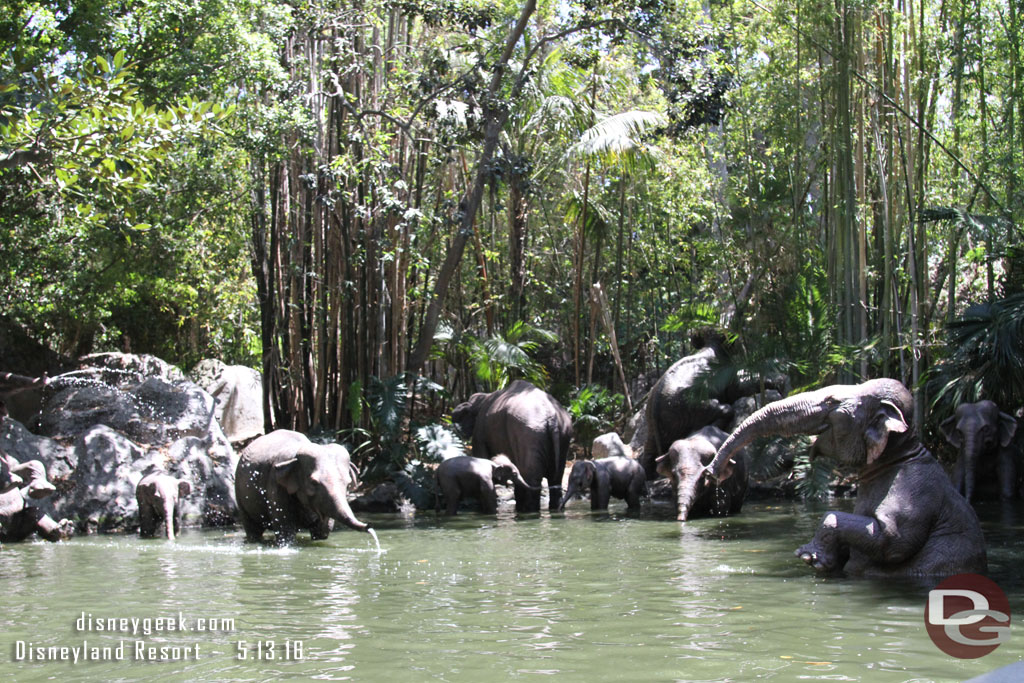 The audio throughout the jungle has been renovated with new speakers.  The skipper I talked to said nothing new, but things you have not heard in a long time are back.