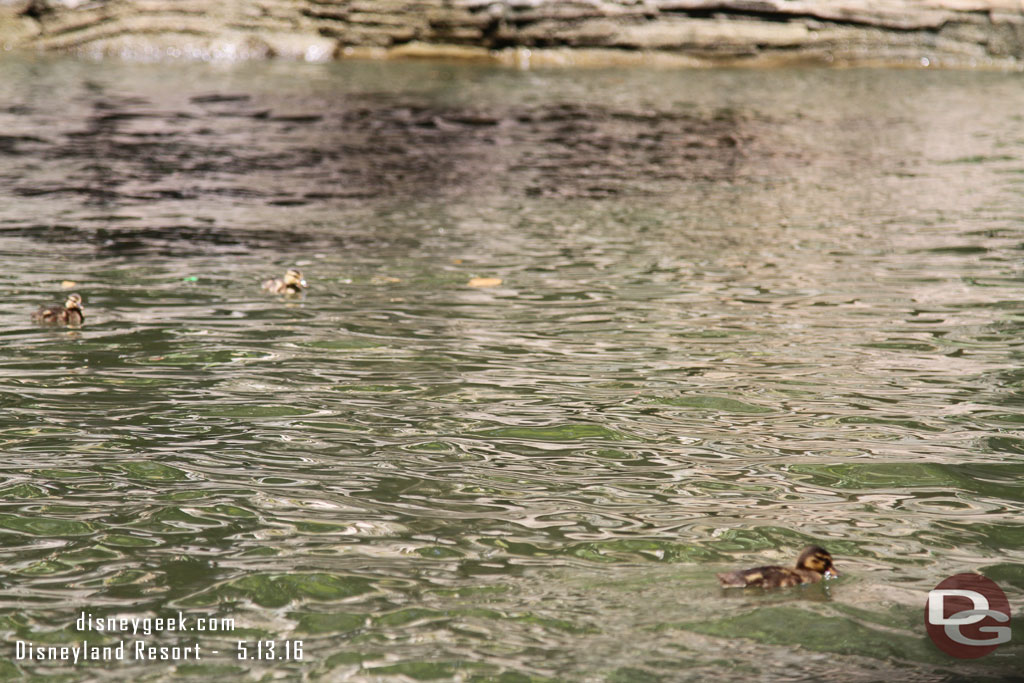 It is duckling season around the park.  Here is a family in the river.