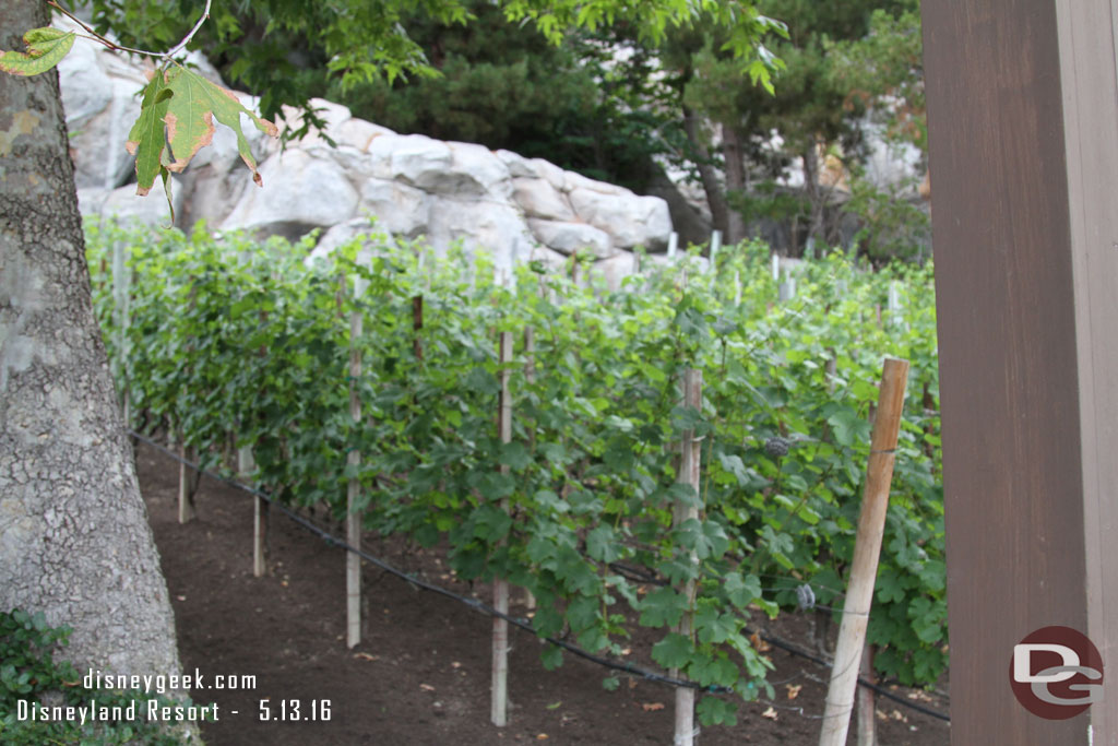 Walking past the vineyard.