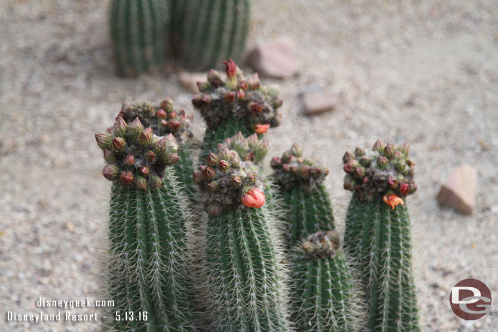 Cactus ready to bloom.