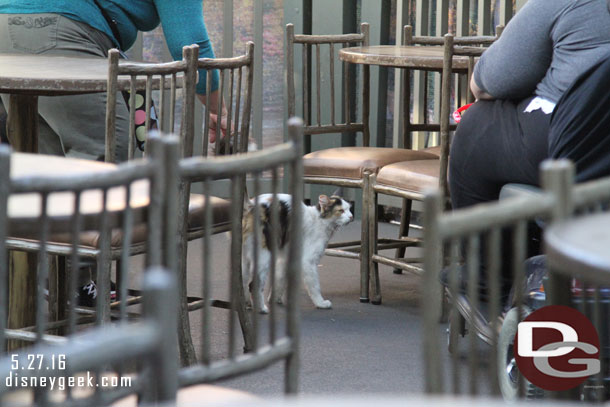 A Disneyland cat was making the rounds of the Hungry Bear dining area as I ate.  It was begging for food from guests.