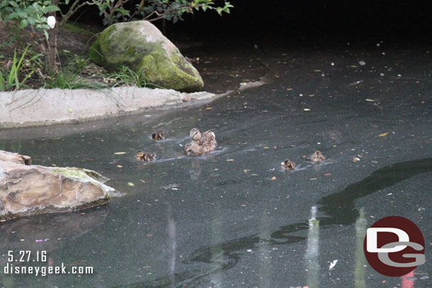 A family of ducks in the castle moat.