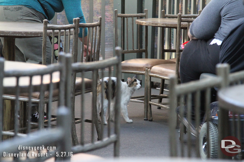 A Disneyland cat was making the rounds of the Hungry Bear dining area as I ate.  It was begging for food from guests.