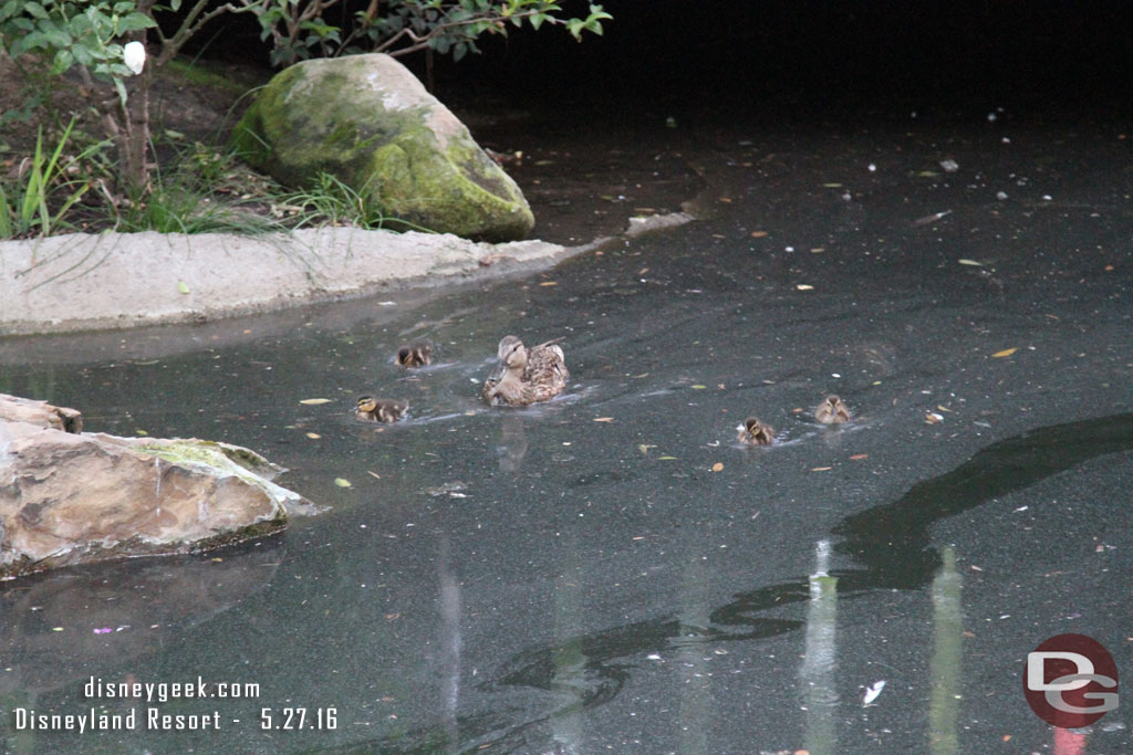 A family of ducks in the castle moat.