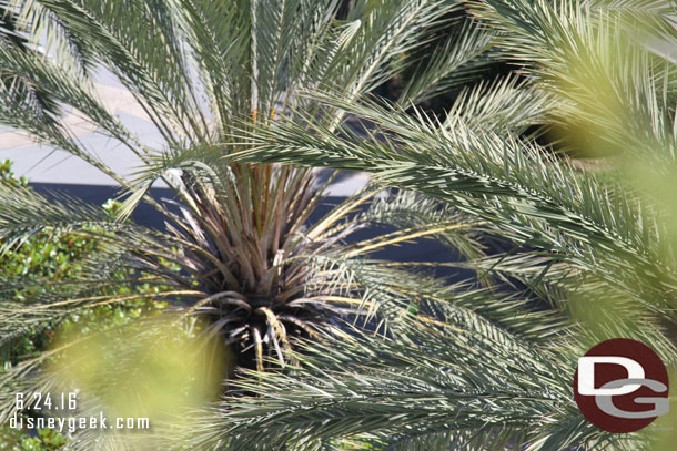 Very hard to see but to the right of center in this picture is a parrot.  As I was taking pictures this bird was make a lot of noise.