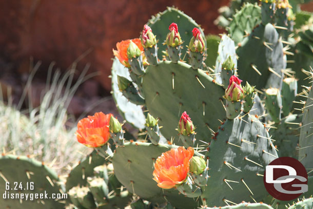 Some cactus were in bloom