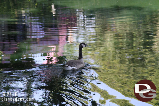 A goose near Frontierland.