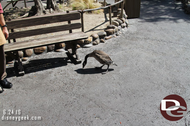 More geese were roaming around Frontierland.