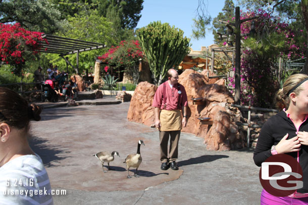 Cast members were trying to guide them toward the water and keep them from getting run over or stepped on.