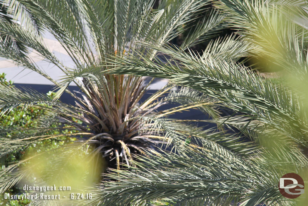 Very hard to see but to the right of center in this picture is a parrot.  As I was taking pictures this bird was make a lot of noise.