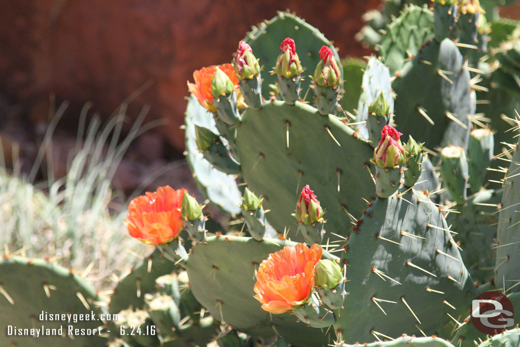 Some cactus were in bloom