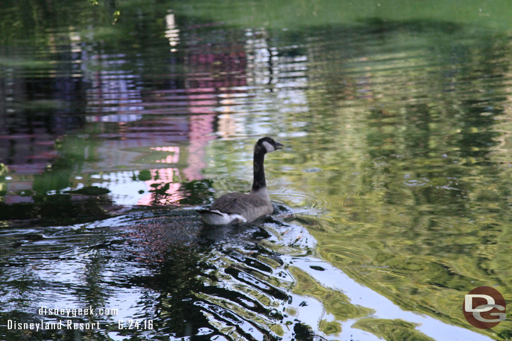 A goose near Frontierland.