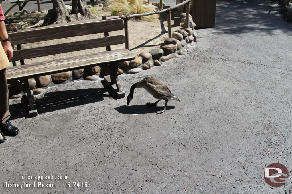 More geese were roaming around Frontierland.