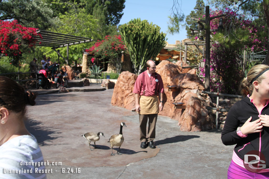 Cast members were trying to guide them toward the water and keep them from getting run over or stepped on.