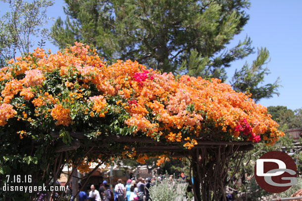 Frontierland was in bloom