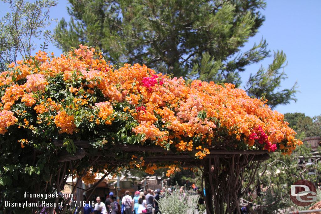 Frontierland was in bloom