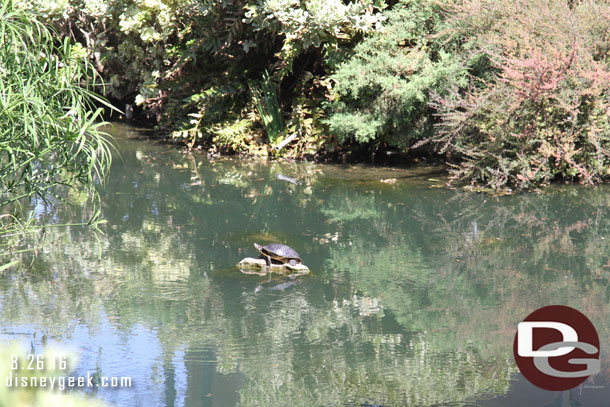 A better look at the turtle in the water near Fantasy Faire.  It was still hanging out on the rock as I walked by.