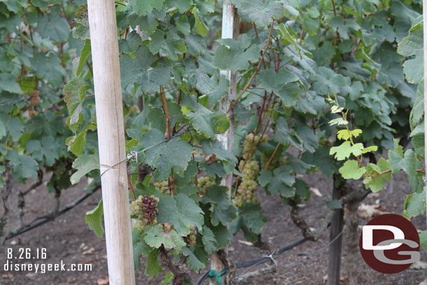 Some of the grapes in the vineyard have seen better days.