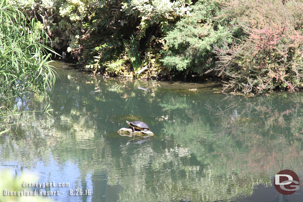 A better look at the turtle in the water near Fantasy Faire.  It was still hanging out on the rock as I walked by.