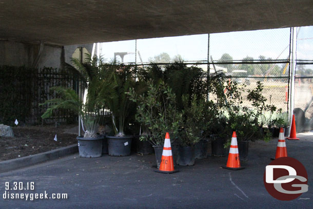 New plants waiting to go in.