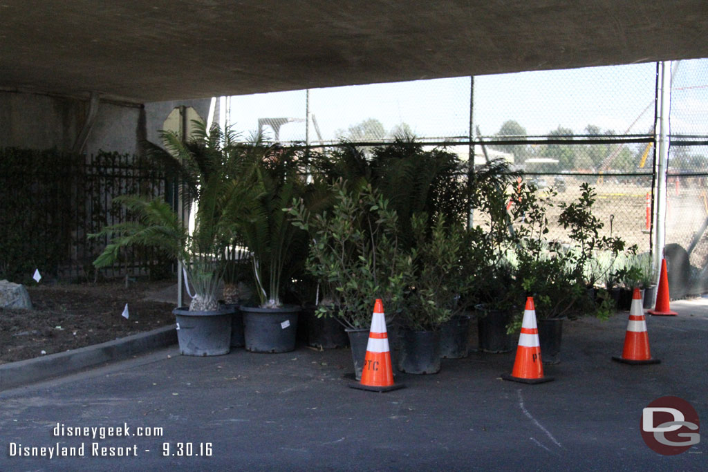 New plants waiting to go in.