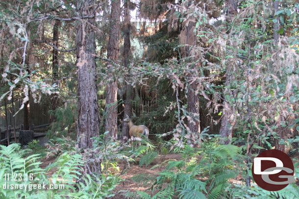 No reindeer but spotted this deer that looks to have wandered over from the Rivers of America.