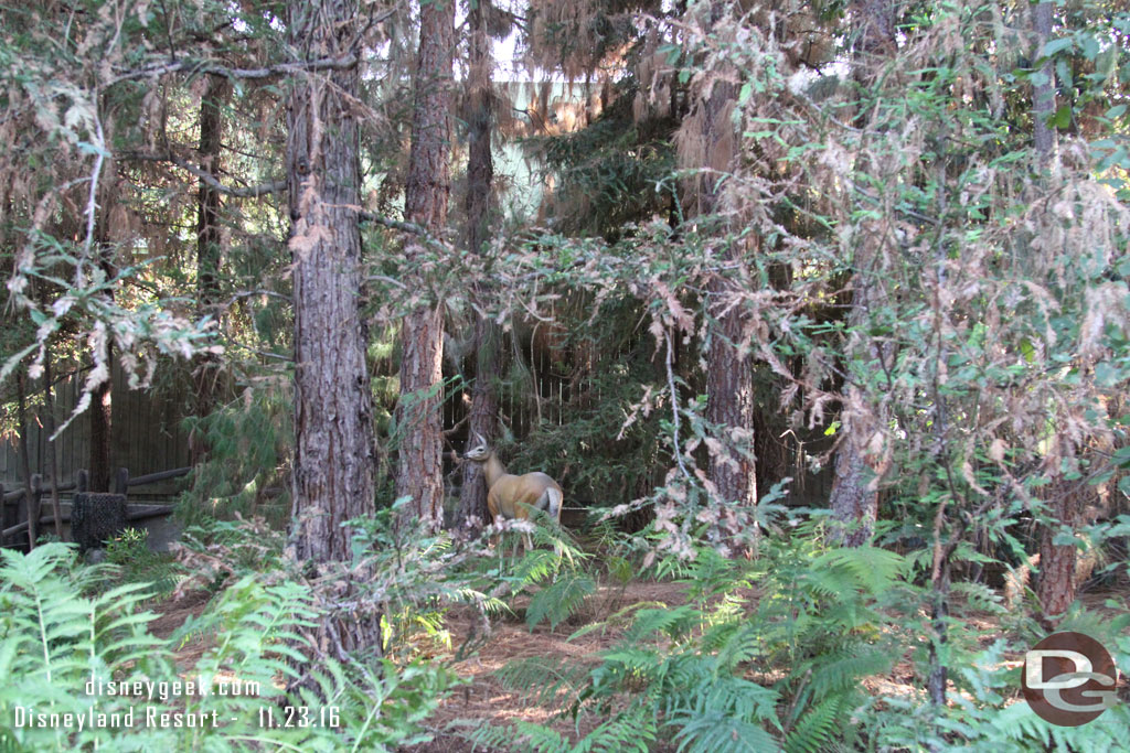 No reindeer but spotted this deer that looks to have wandered over from the Rivers of America.