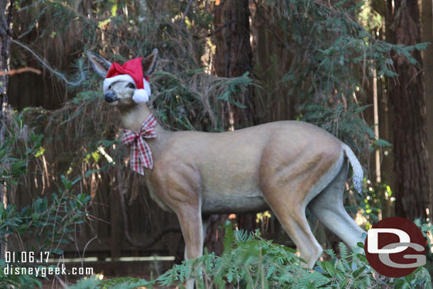 A deer still in the holiday spirit.