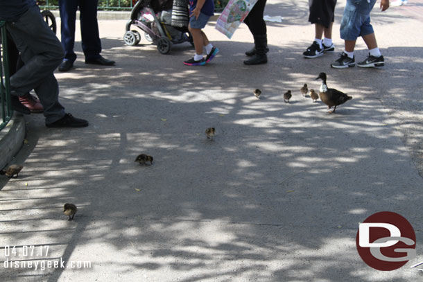 A duck and ducklings out for a walk in the hub.