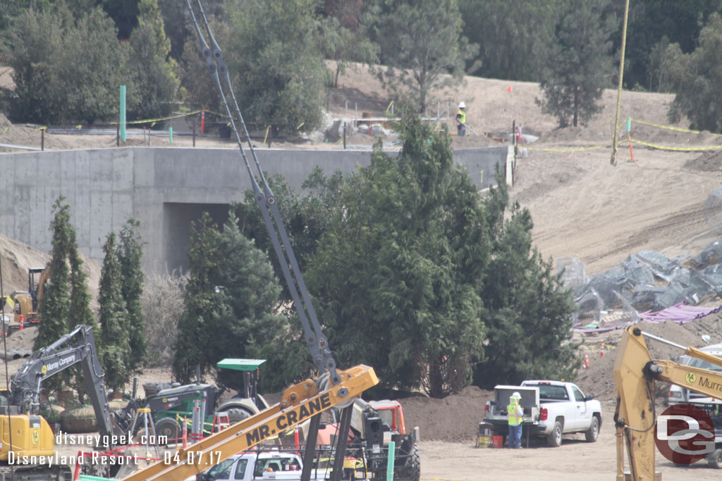 Trees waiting to be placed.