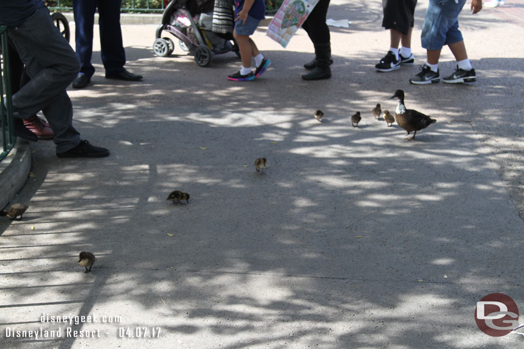 A duck and ducklings out for a walk in the hub.