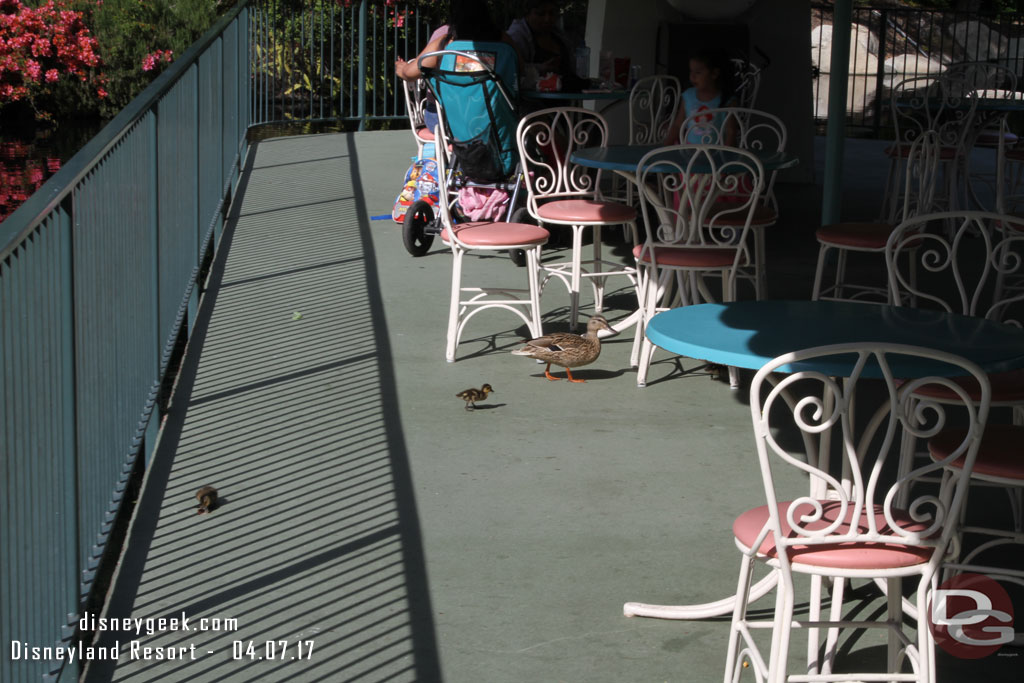 Another family of ducks this time on the old motorboat dock.