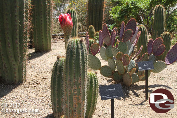 Some cactus are starting to bloom.