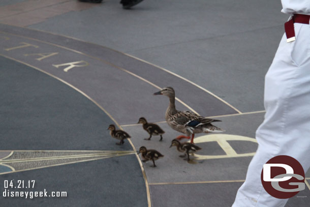 A family of ducks out for a walk.