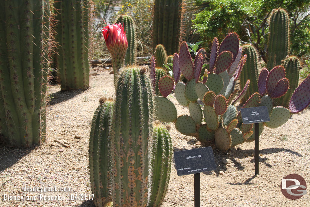 Some cactus are starting to bloom.