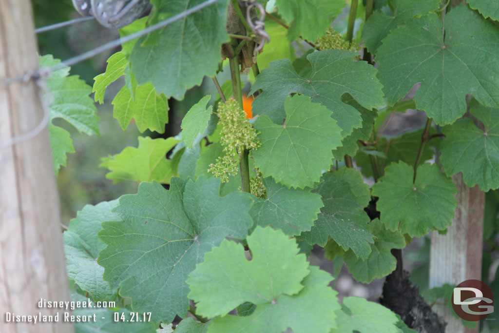 A check of the grapes in the vineyard.. just starting to grow.