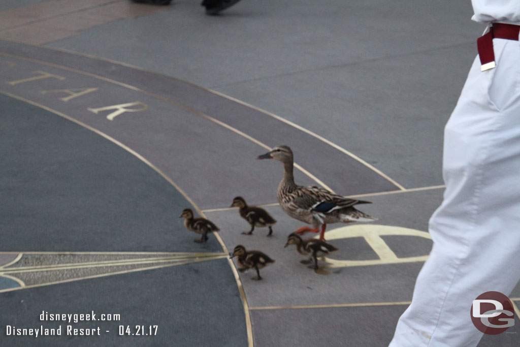 A family of ducks out for a walk.