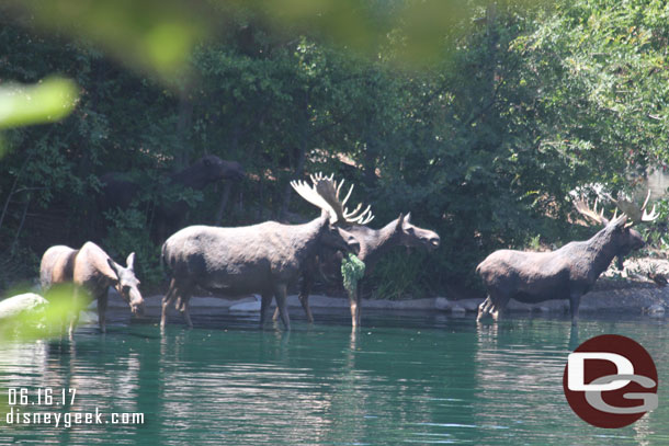 Looking up river Moose wading in the water.