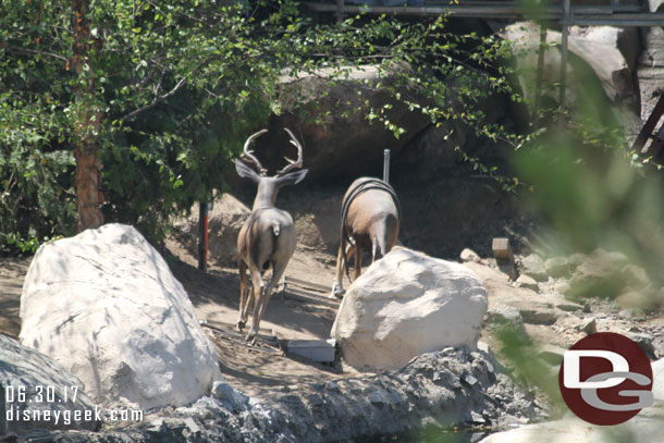 Plenty of deer along the river.