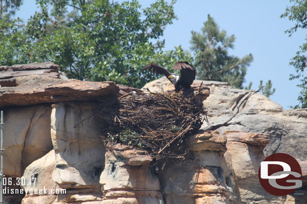 The eagle has a new nest and is in a more visible location.