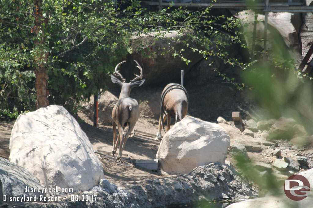 Plenty of deer along the river.