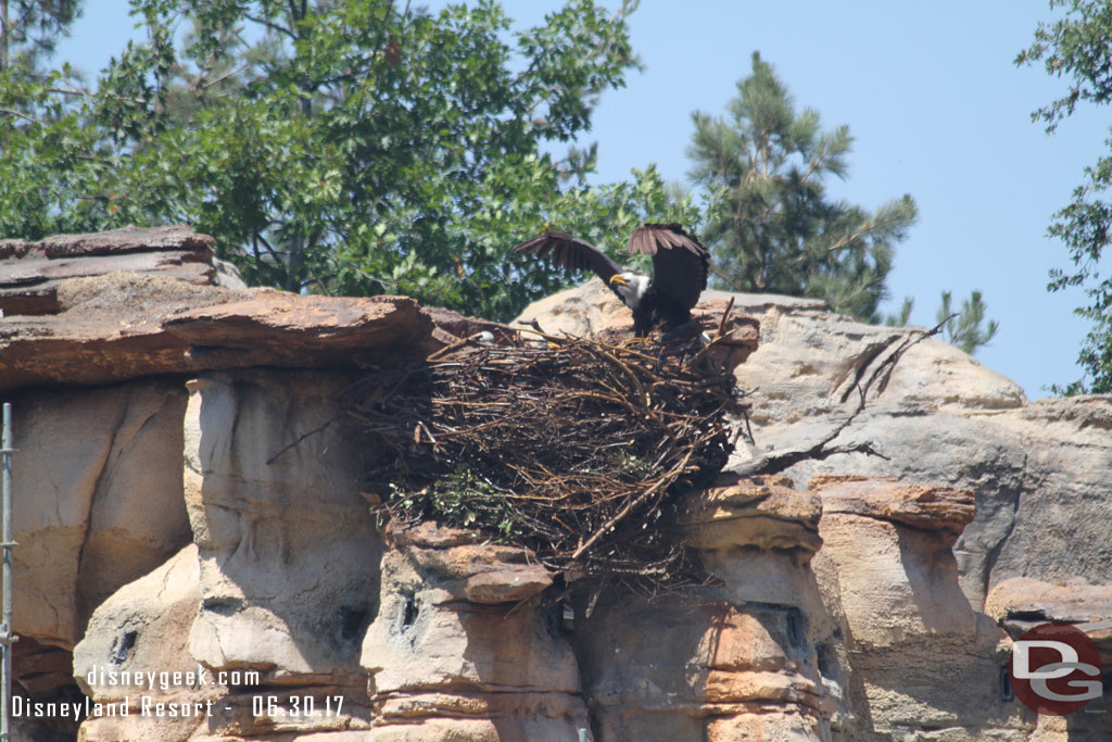 The eagle has a new nest and is in a more visible location.