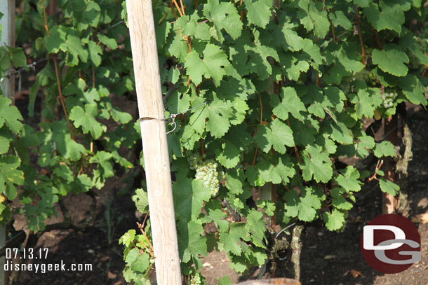 The grapes are growing.  I do not think the hot weather has helped them.