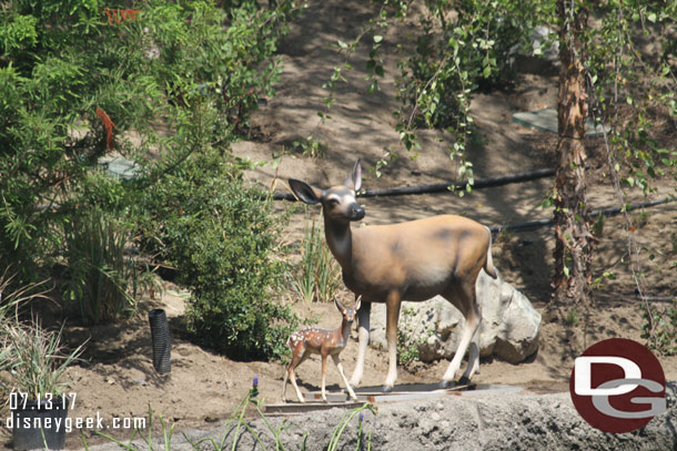 A doe and fawn along the river