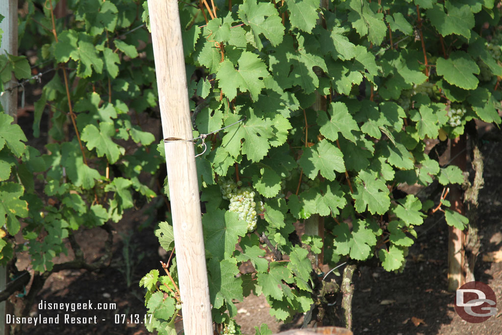 The grapes are growing.  I do not think the hot weather has helped them.