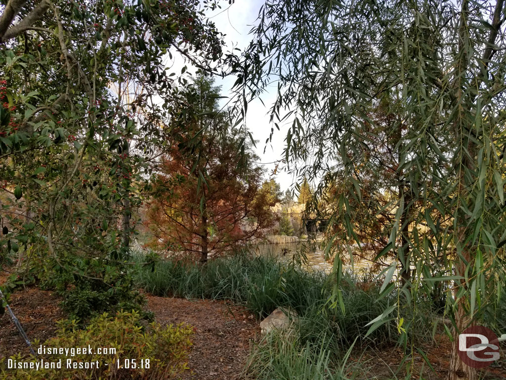 A couple trees along the Rivers of America look to be having some problems.