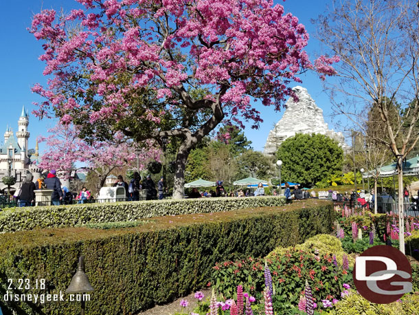 Spring blooms already, even though the weather was winter today.. high was just over 60 with a cold breeze.