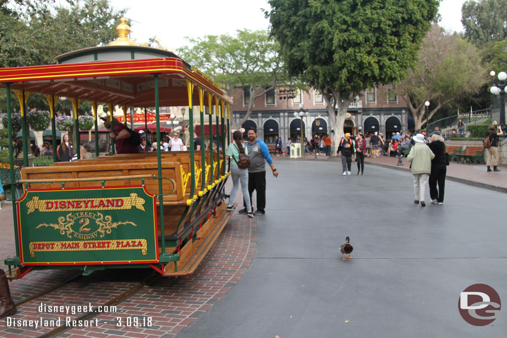 A duck checking out the street car and new track.