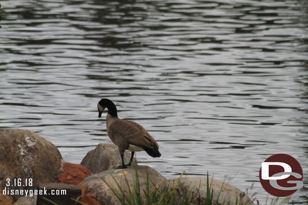 Some large geese hanging  out by Splash Mountain.